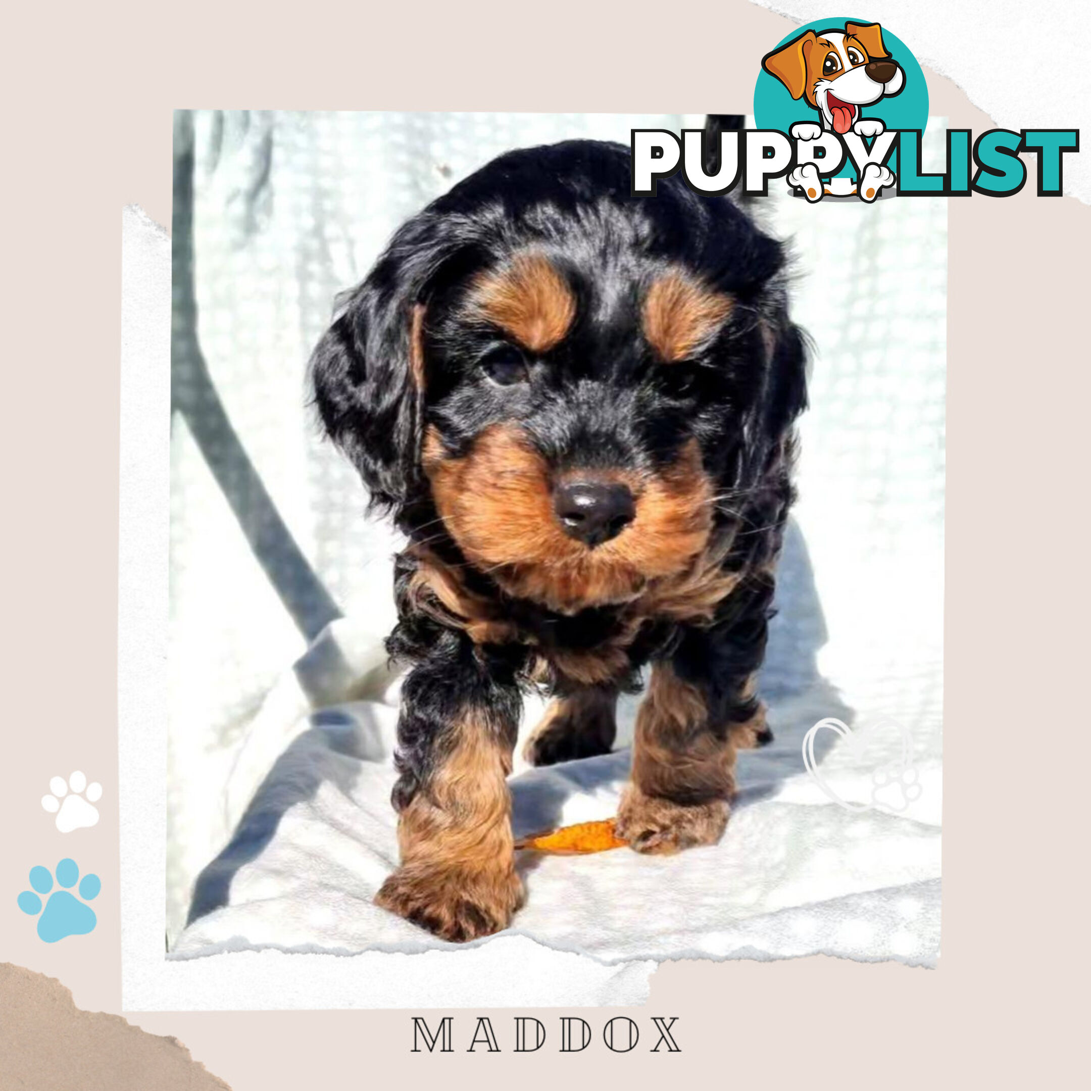 2nd Gen Toy Cavoodle Puppies - DNA CLEAR - Located in Sunbury VIC 3429