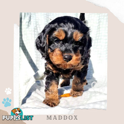 2nd Gen Toy Cavoodle Puppies - DNA CLEAR - Located in Sunbury VIC 3429