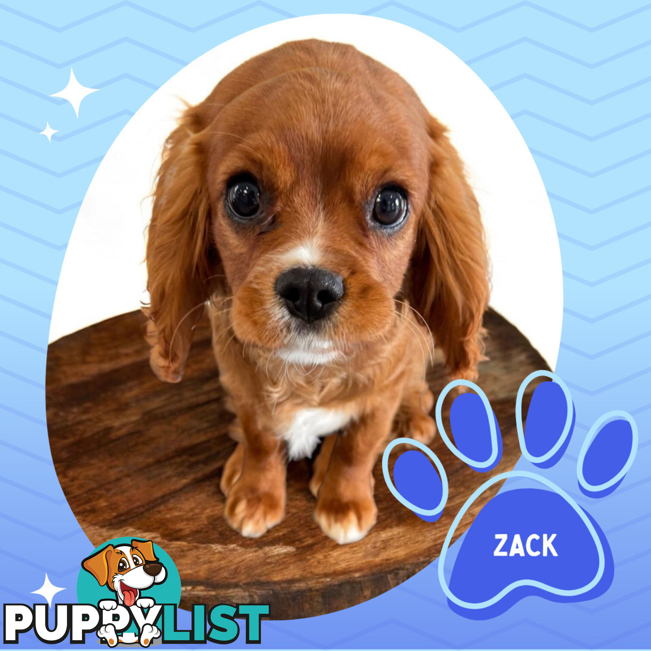 Purebred Cavalier King Charles Puppies - Located Mooroolbark VIC 3138