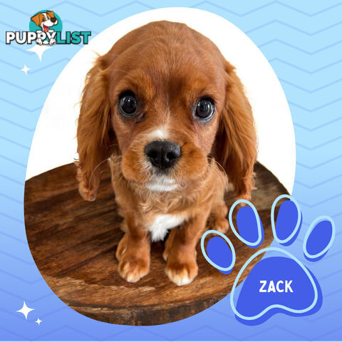 Purebred Cavalier King Charles Puppies - Located Mooroolbark VIC 3138