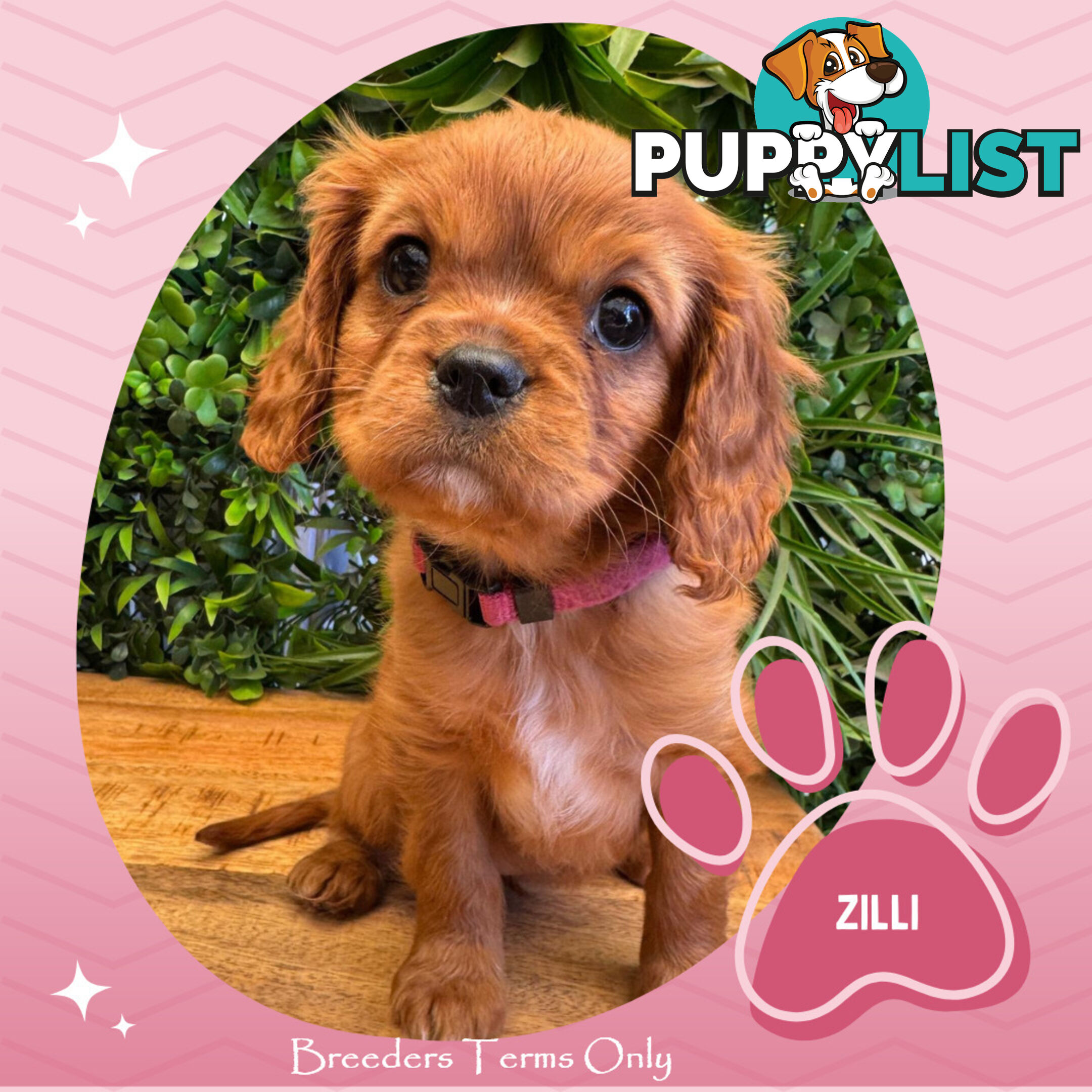 Purebred Cavalier King Charles Puppies - Located Mooroolbark VIC 3138