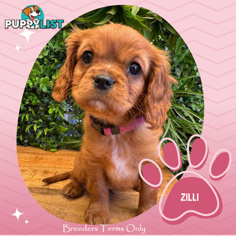 Purebred Cavalier King Charles Puppies - Located Mooroolbark VIC 3138