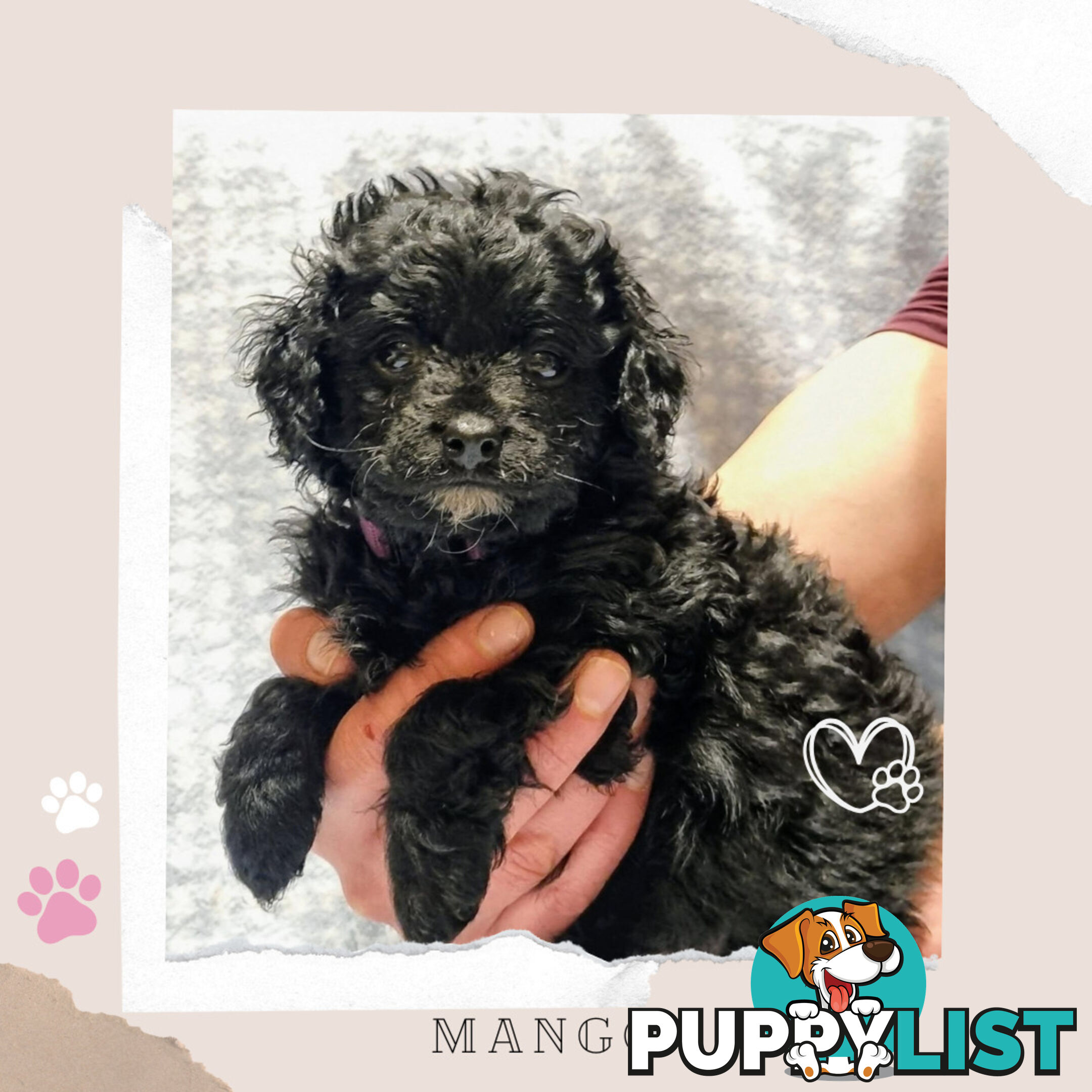 2nd Gen Toy Cavoodle Puppies - DNA CLEAR - Located in Croydon Hills VIC 3136