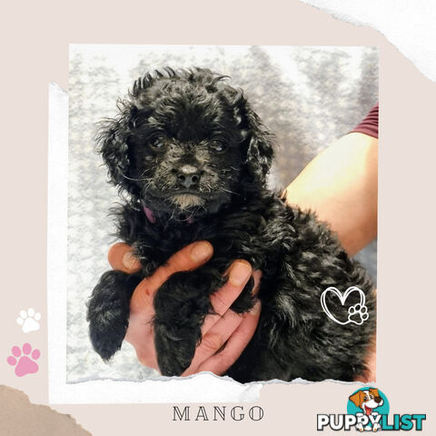 2nd Gen Toy Cavoodle Puppies - DNA CLEAR - Located in Croydon Hills VIC 3136