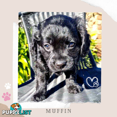 2nd Gen Toy Cavoodle Puppies - DNA CLEAR - Located in Croydon Hills VIC 3136