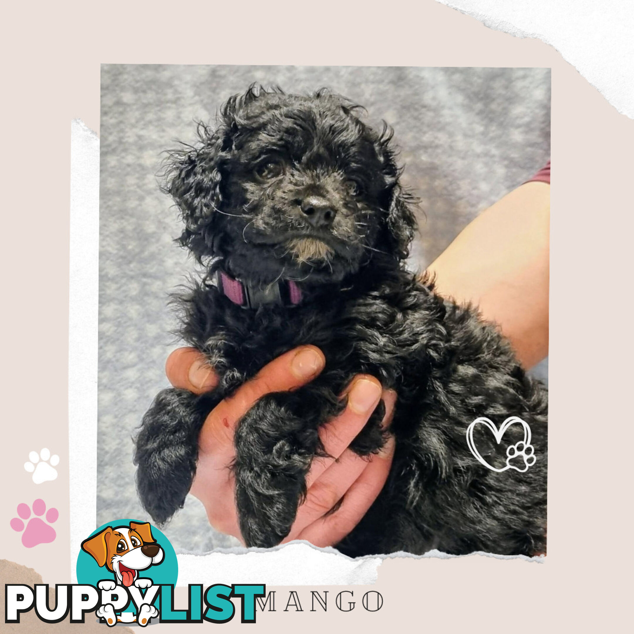 2nd Gen Toy Cavoodle Puppies - DNA CLEAR - Located in Croydon Hills VIC 3136