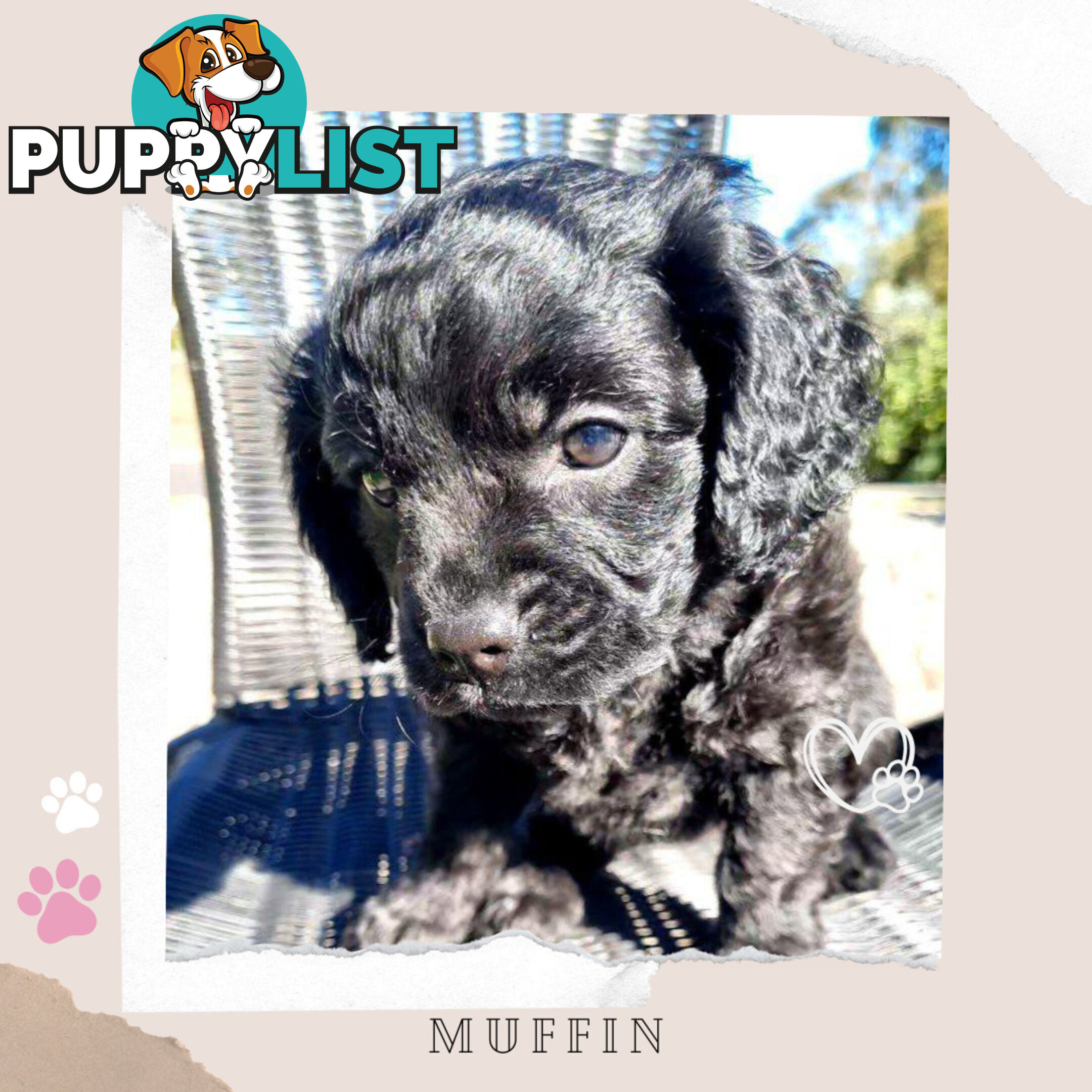 2nd Gen Toy Cavoodle Puppies - DNA CLEAR - Located in Croydon Hills VIC 3136