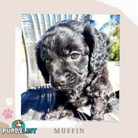 2nd Gen Toy Cavoodle Puppies - DNA CLEAR - Located in Croydon Hills VIC 3136