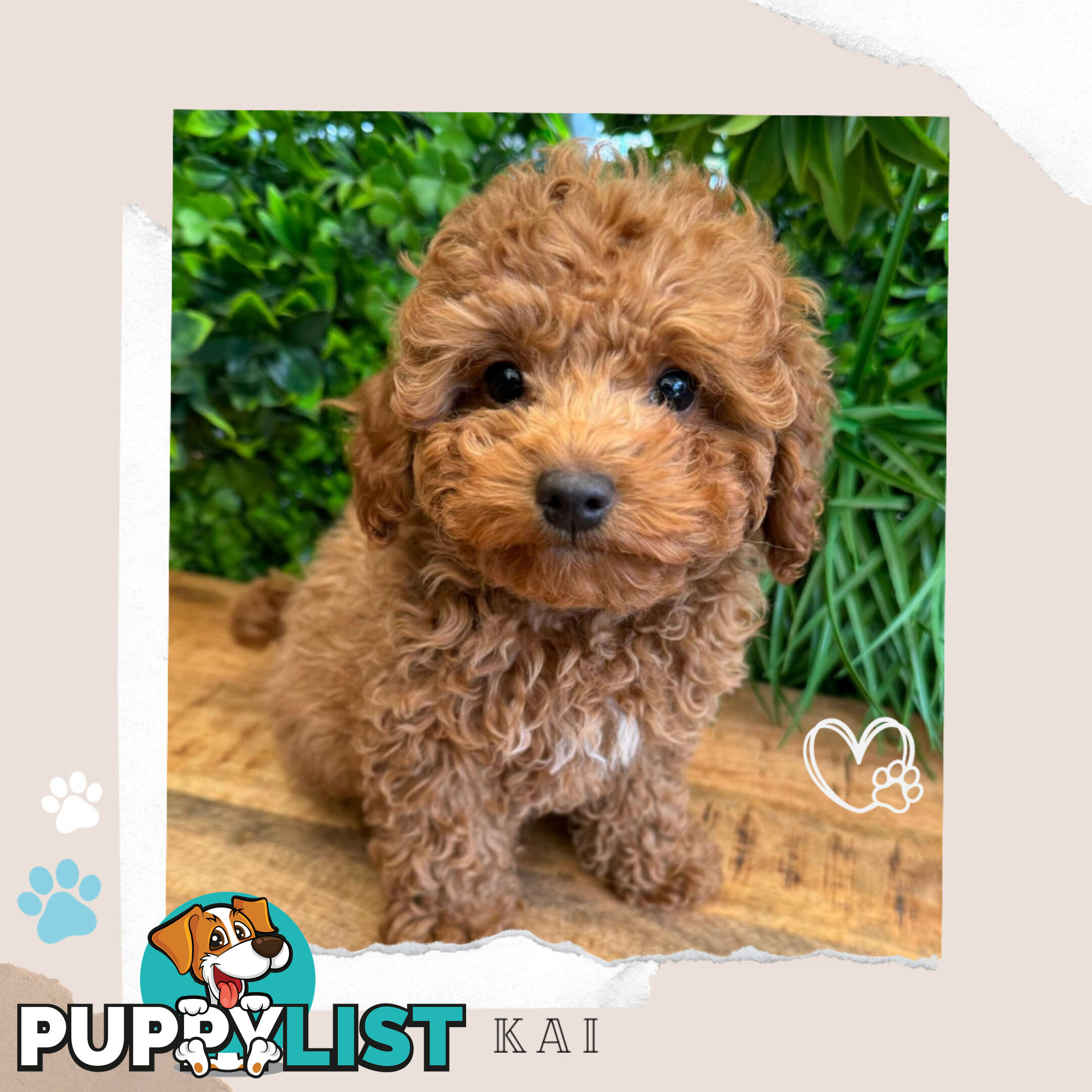 F1b Toy Cavoodle Puppies - Low Allergy and non-shedding