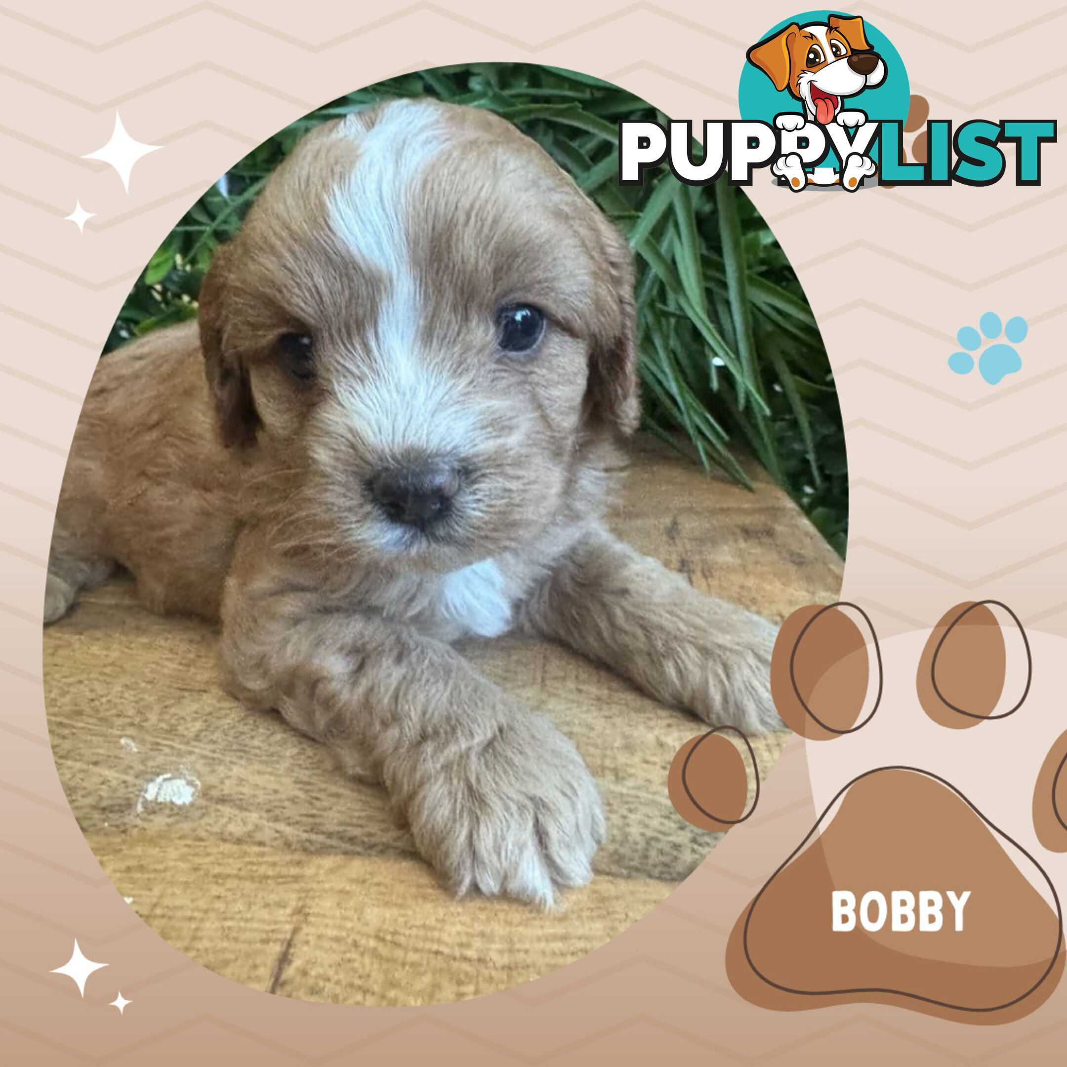 1st Gen Toy Cavoodle Pups DNA Clear, Available Boronia VIC 3155