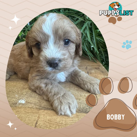 1st Gen Toy Cavoodle Pups DNA Clear, Available Boronia VIC 3155