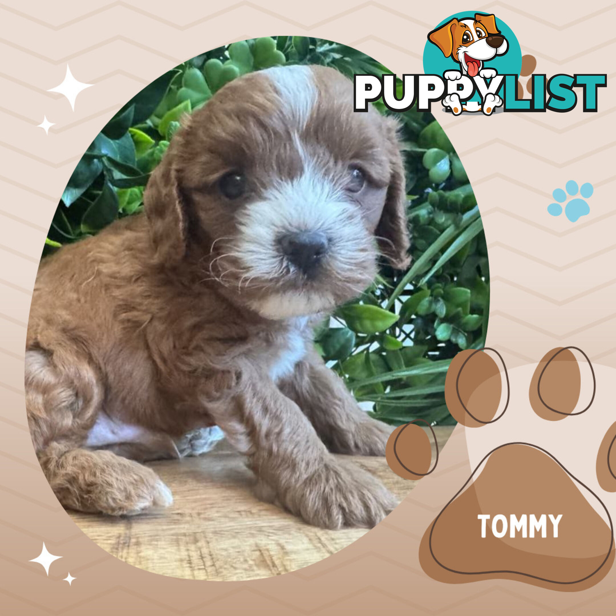 1st Gen Toy Cavoodle Pups DNA Clear, Available Boronia VIC 3155