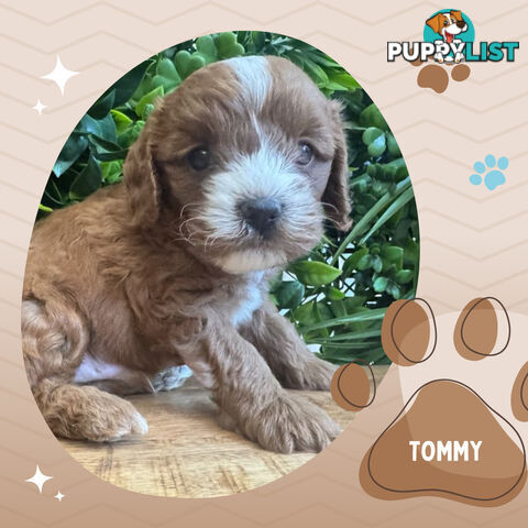 1st Gen Toy Cavoodle Pups DNA Clear, Available Boronia VIC 3155