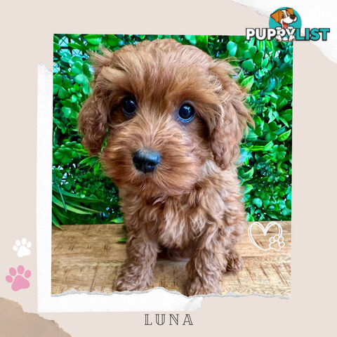 Beautiful 1st Gen Cavoodle Puppy - DNA Clear - Available on Breeders Terms