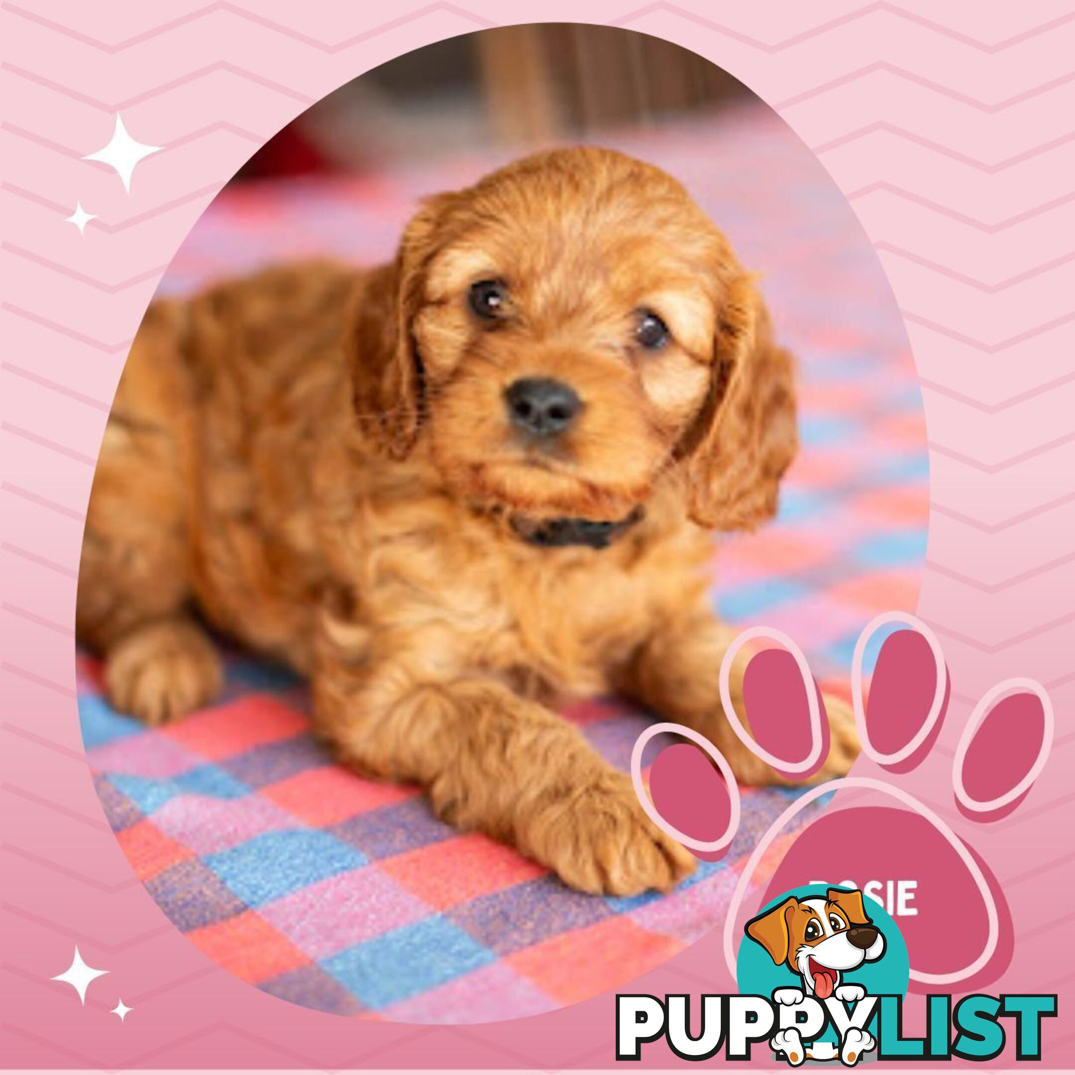 2nd Gen Toy Cavoodle Puppies - DNA CLEAR - Located in Hoppers Crossing VIC 3029