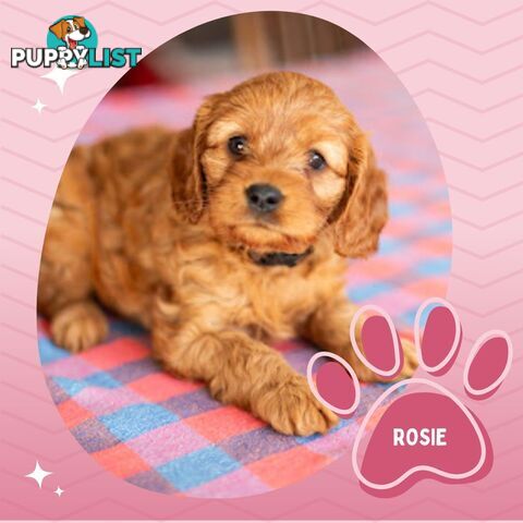 2nd Gen Toy Cavoodle Puppies - DNA CLEAR - Located in Hoppers Crossing VIC 3029