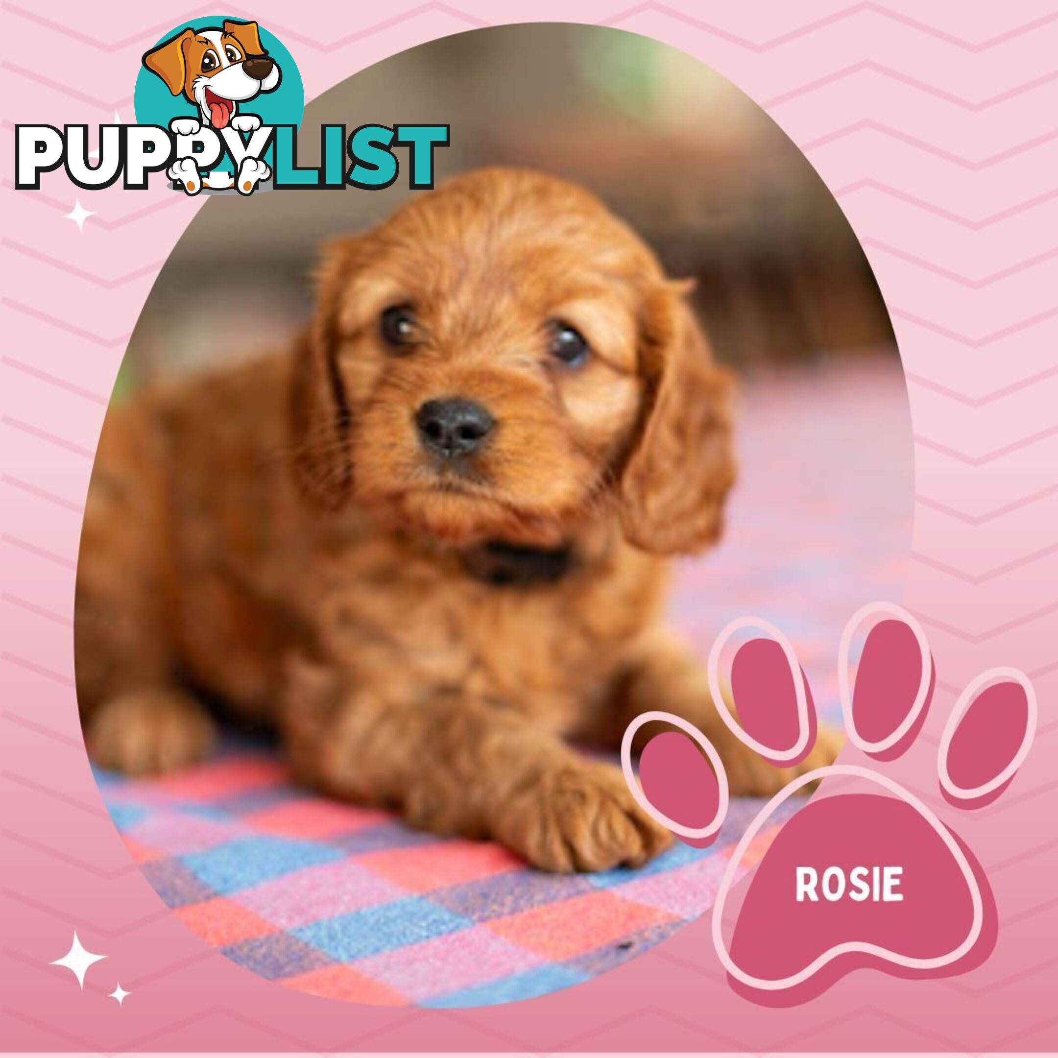 2nd Gen Toy Cavoodle Puppies - DNA CLEAR - Located in Hoppers Crossing VIC 3029