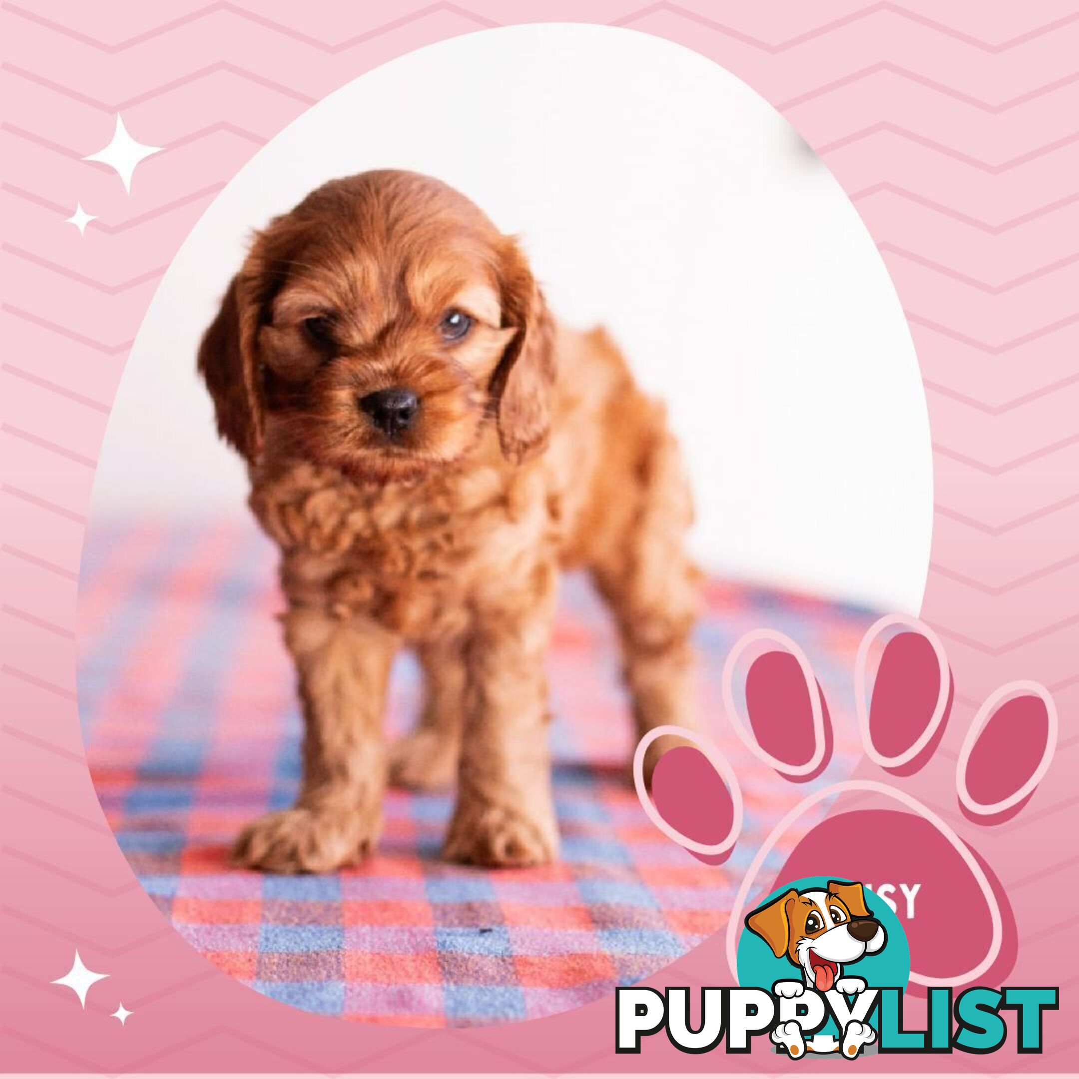 2nd Gen Toy Cavoodle Puppies - DNA CLEAR - Located in Hoppers Crossing VIC 3029