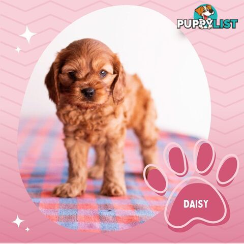 2nd Gen Toy Cavoodle Puppies - DNA CLEAR - Located in Hoppers Crossing VIC 3029