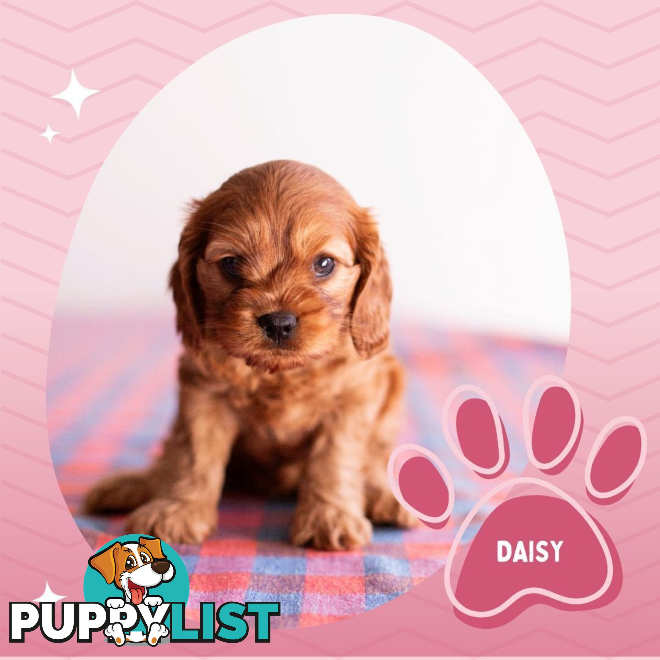 2nd Gen Toy Cavoodle Puppies - DNA CLEAR - Located in Hoppers Crossing VIC 3029