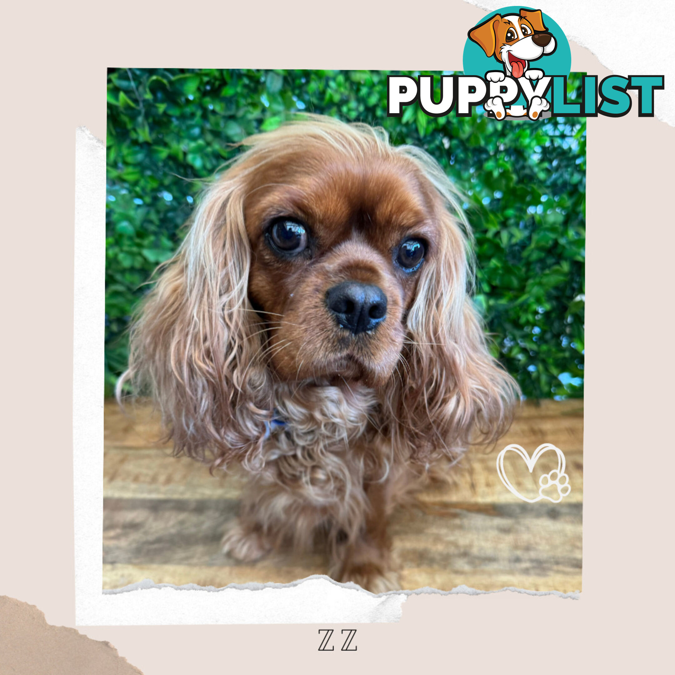 Beautiful Pure Bred Cavalier King Charles - FULLY TOILET TRAINED - Located in Boronia