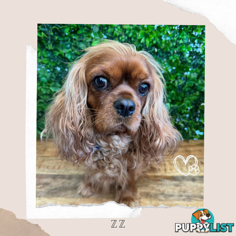 Beautiful Pure Bred Cavalier King Charles - FULLY TOILET TRAINED - Located in Boronia