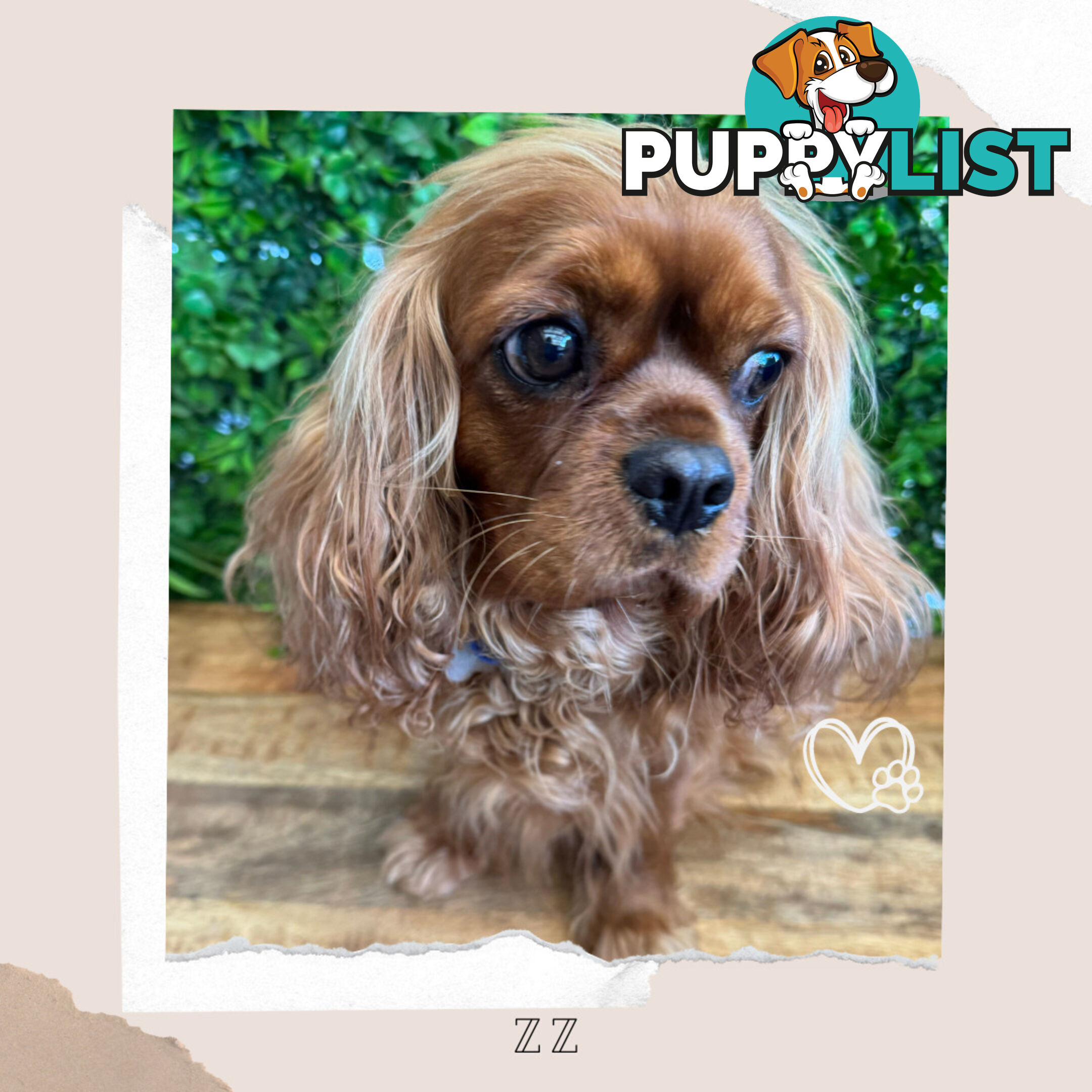 Beautiful Pure Bred Cavalier King Charles - FULLY TOILET TRAINED - Located in Boronia