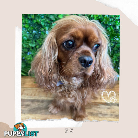 Beautiful Pure Bred Cavalier King Charles - FULLY TOILET TRAINED - Located in Boronia