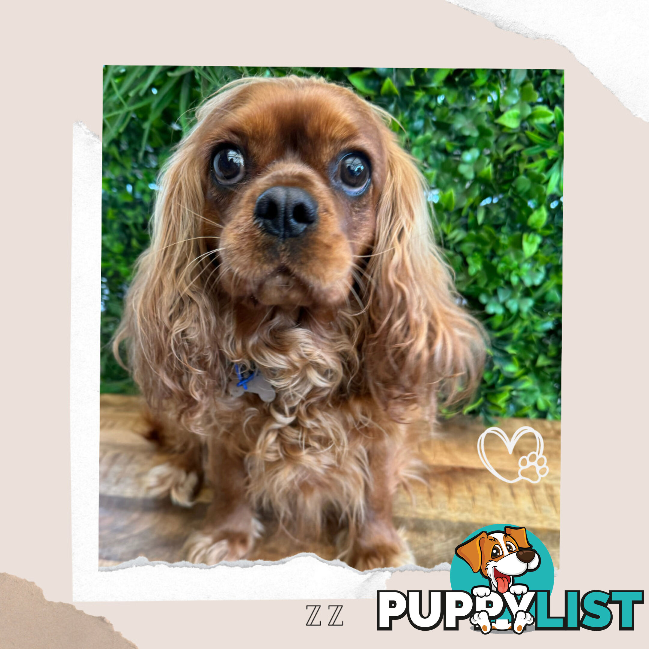 Beautiful Pure Bred Cavalier King Charles - FULLY TOILET TRAINED - Located in Boronia