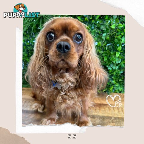 Beautiful Pure Bred Cavalier King Charles - FULLY TOILET TRAINED - Located in Boronia