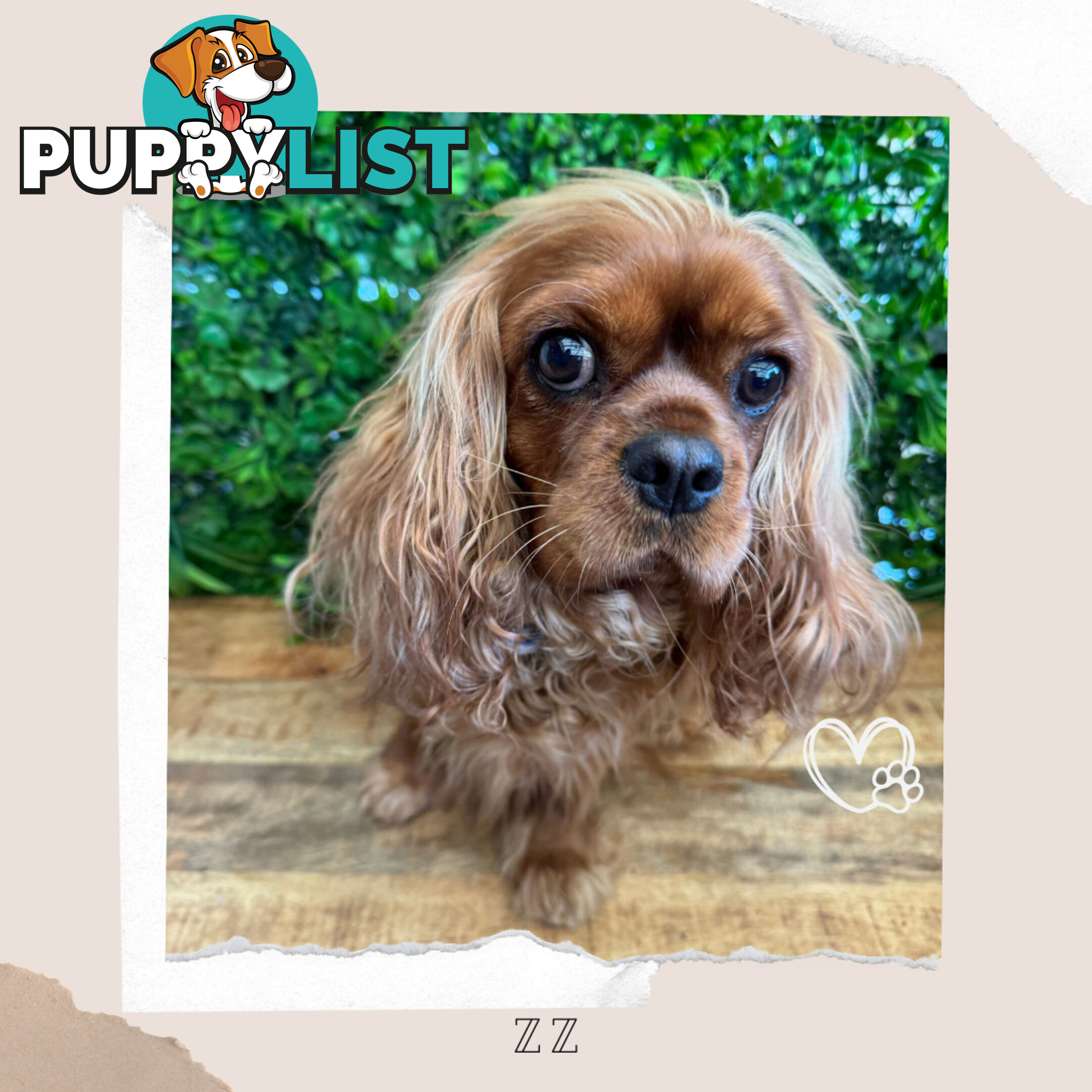 Beautiful Pure Bred Cavalier King Charles - FULLY TOILET TRAINED - Located in Boronia