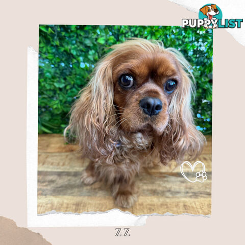 Beautiful Pure Bred Cavalier King Charles - FULLY TOILET TRAINED - Located in Boronia