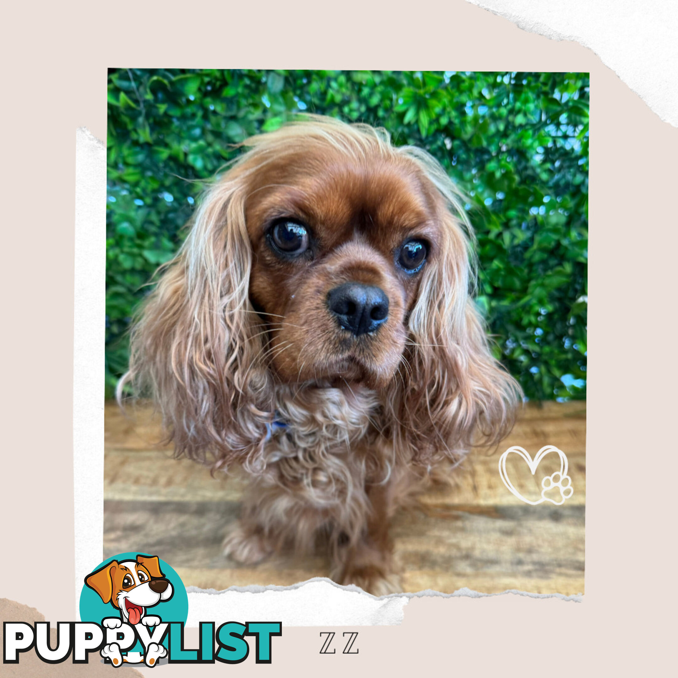 Beautiful Pure Bred Cavalier King Charles - Available on Breeders Terms