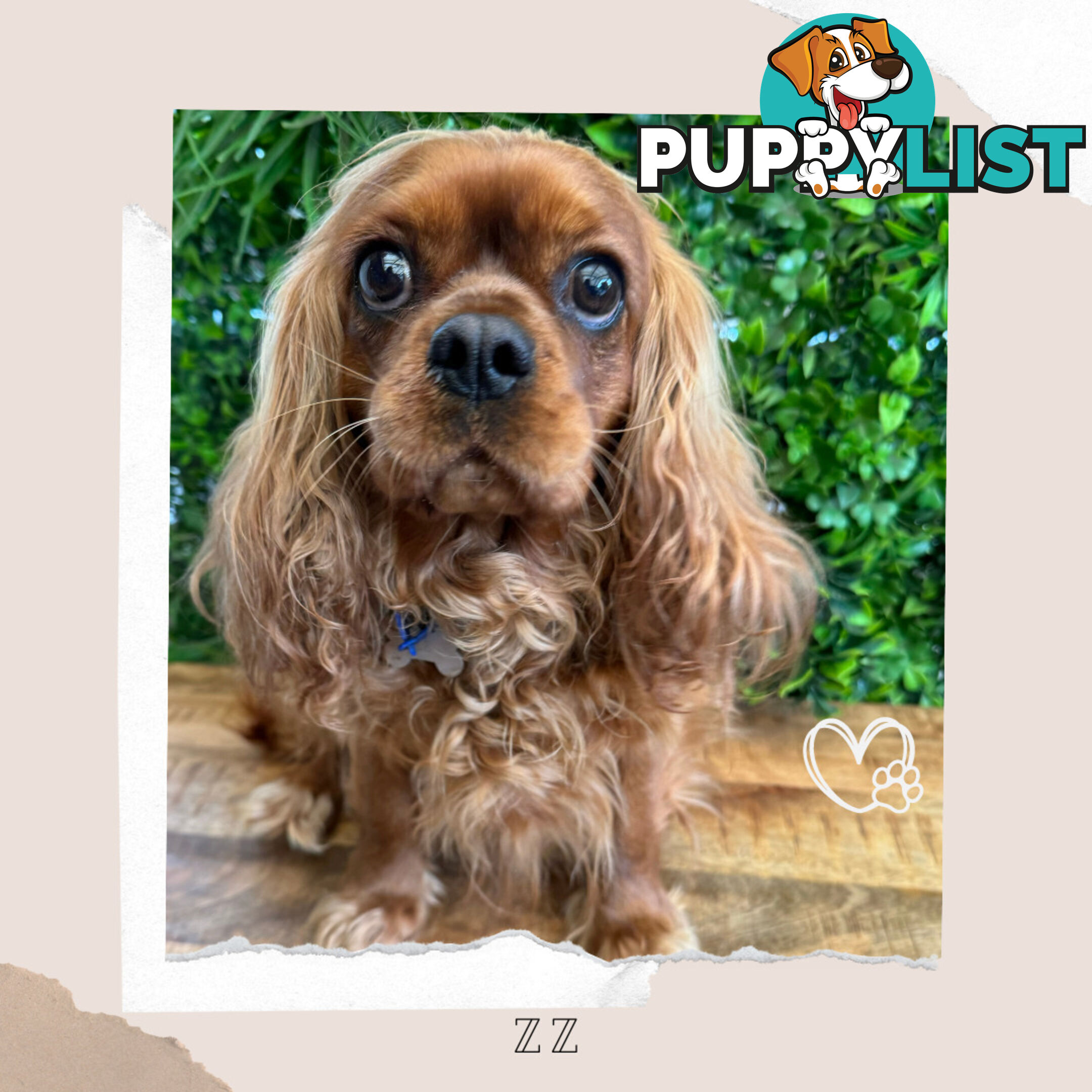 Beautiful Pure Bred Cavalier King Charles - Available on Breeders Terms