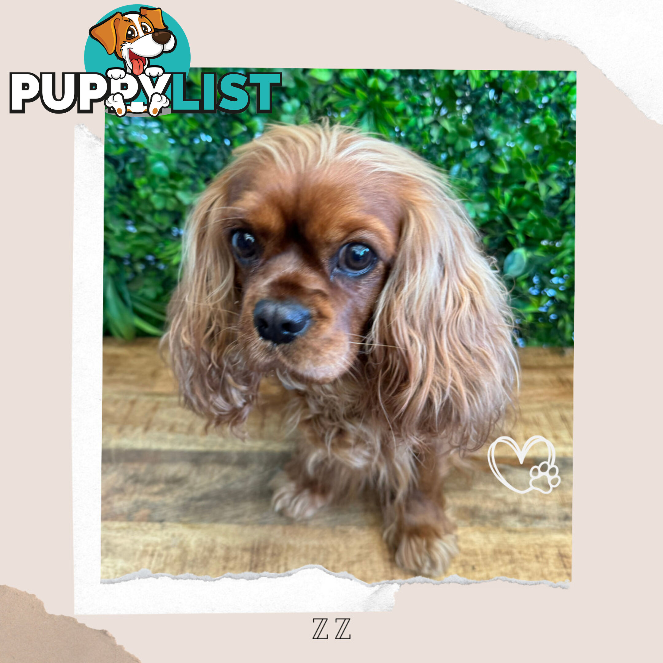 Beautiful Pure Bred Cavalier King Charles - Available on Breeders Terms