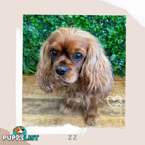 Beautiful Pure Bred Cavalier King Charles - Available on Breeders Terms