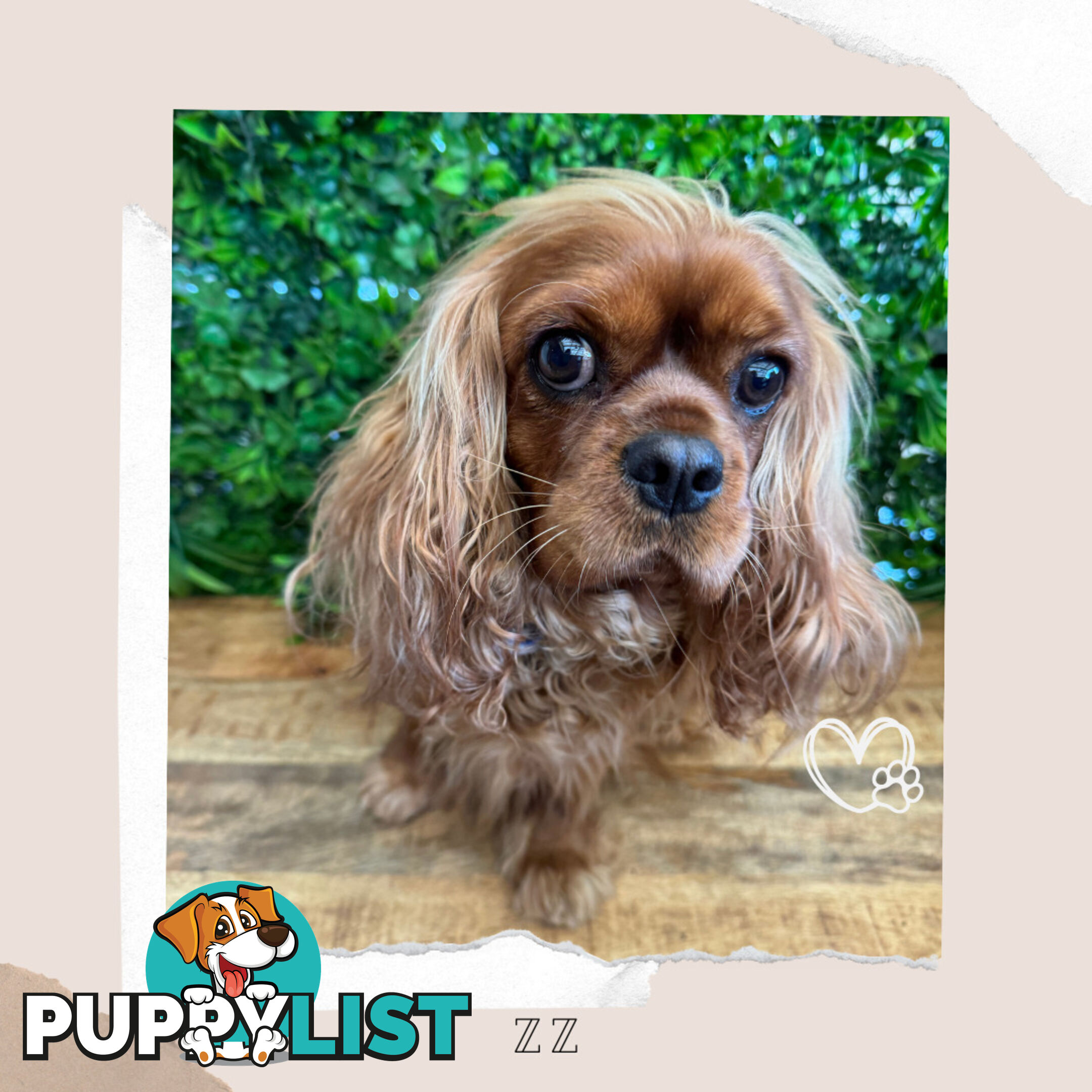 Beautiful Pure Bred Cavalier King Charles - Available on Breeders Terms