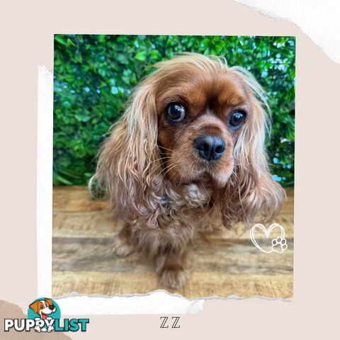 Beautiful Pure Bred Cavalier King Charles - Available on Breeders Terms