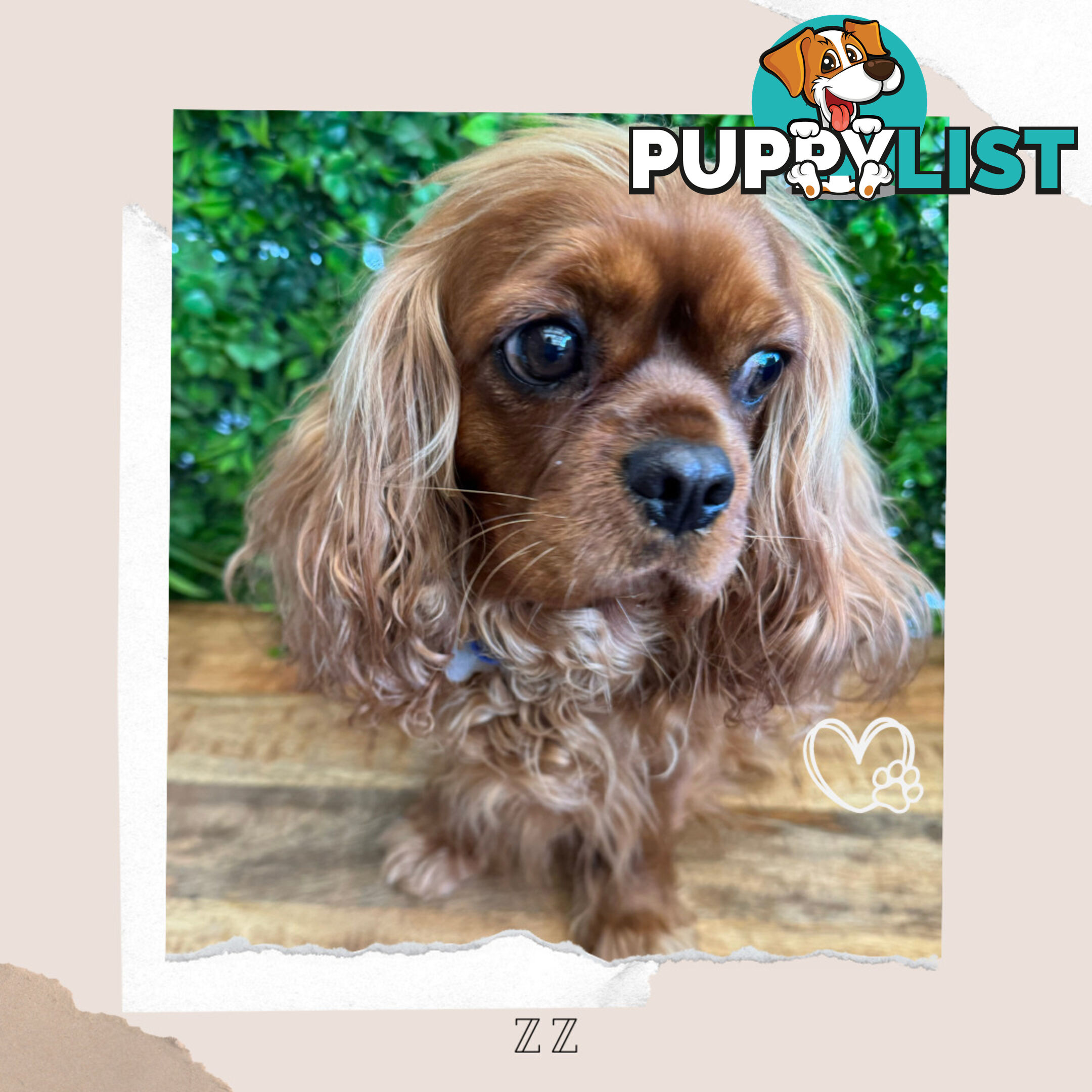 Beautiful Pure Bred Cavalier King Charles - Available on Breeders Terms