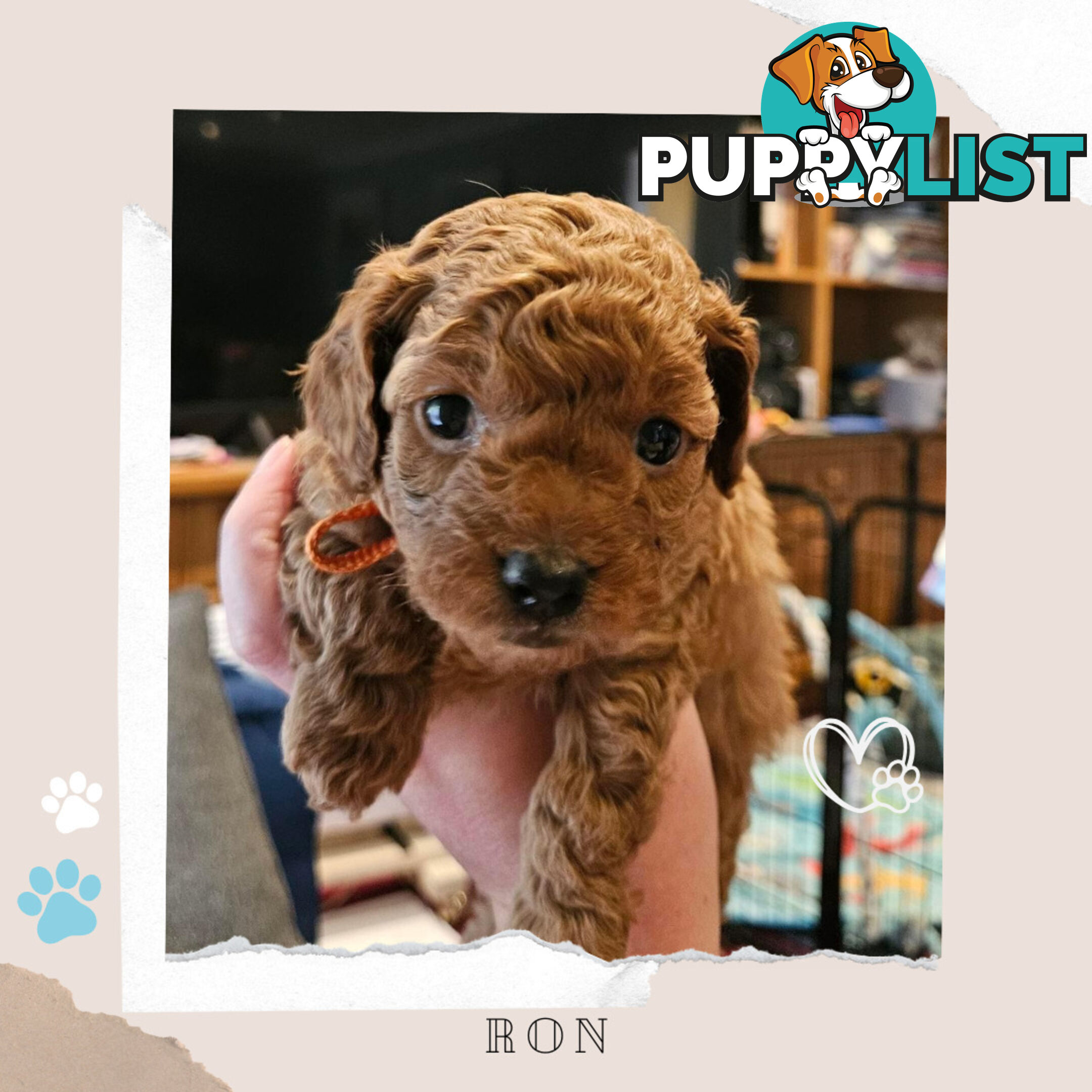 F1B Toy Cavoodle Pups - Available Now - 