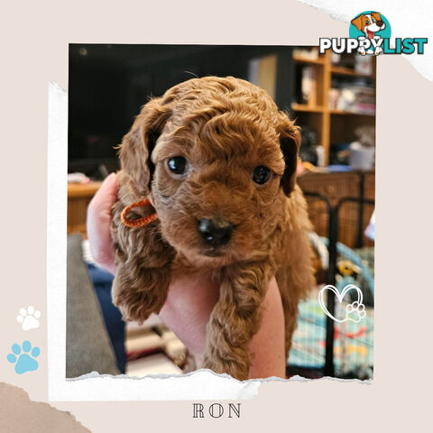 F1B Toy Cavoodle Pups - Available Now - 