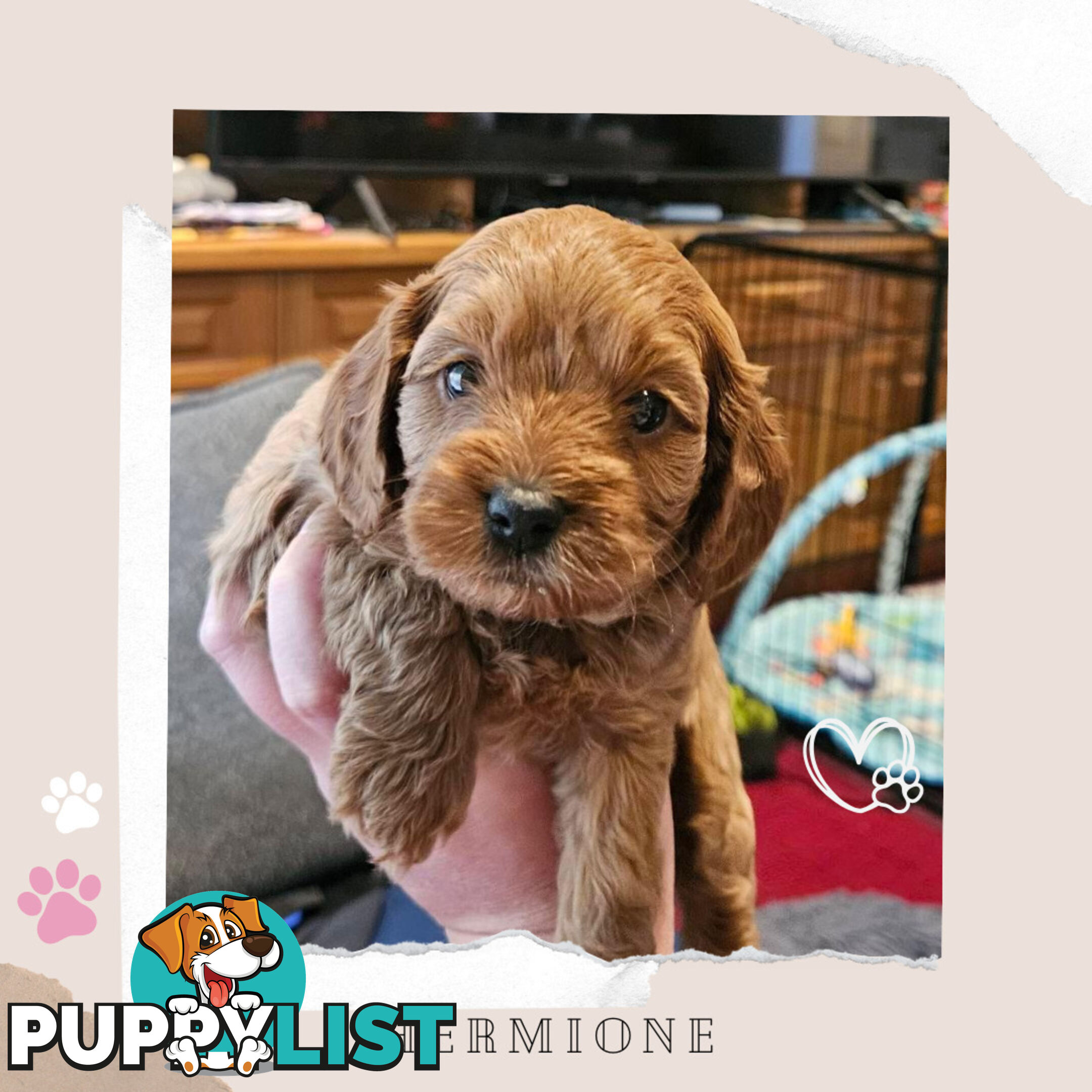 F1B Toy Cavoodle Pups - Available Now - 