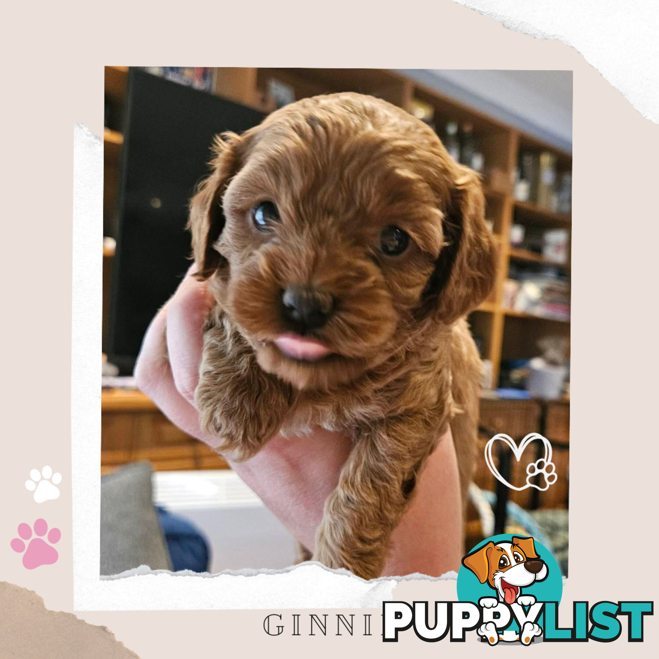 F1B Toy Cavoodle Pups - Available Now - 