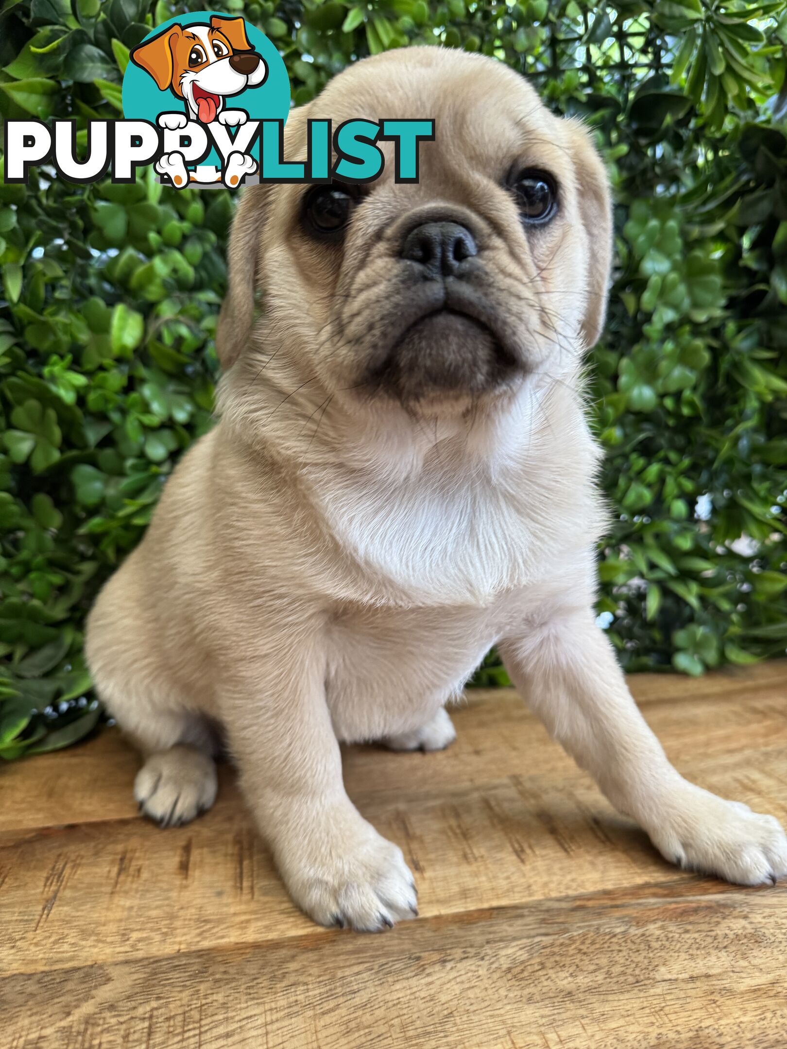 Panda Pugalier Female Puppy