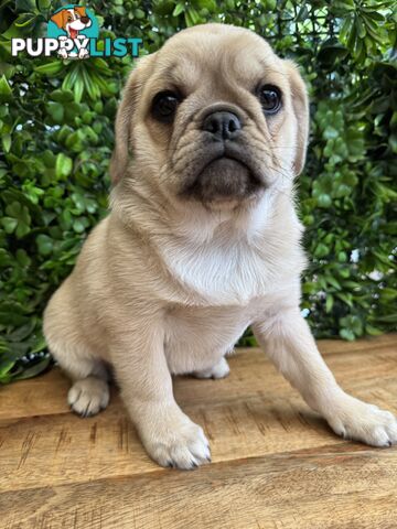 Panda Pugalier Female Puppy