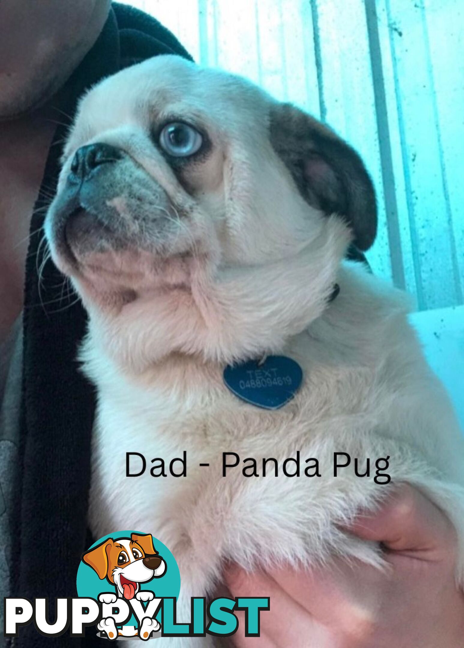 Panda Pugalier Female Puppy