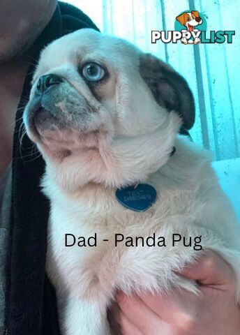 Panda Pugalier Female Puppy
