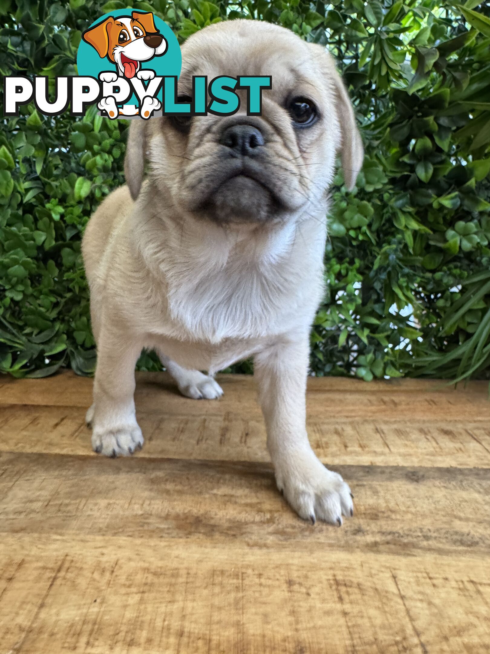 Panda Pugalier Female Puppy