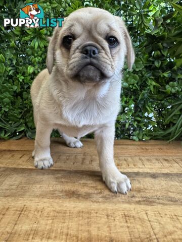 Panda Pugalier Female Puppy