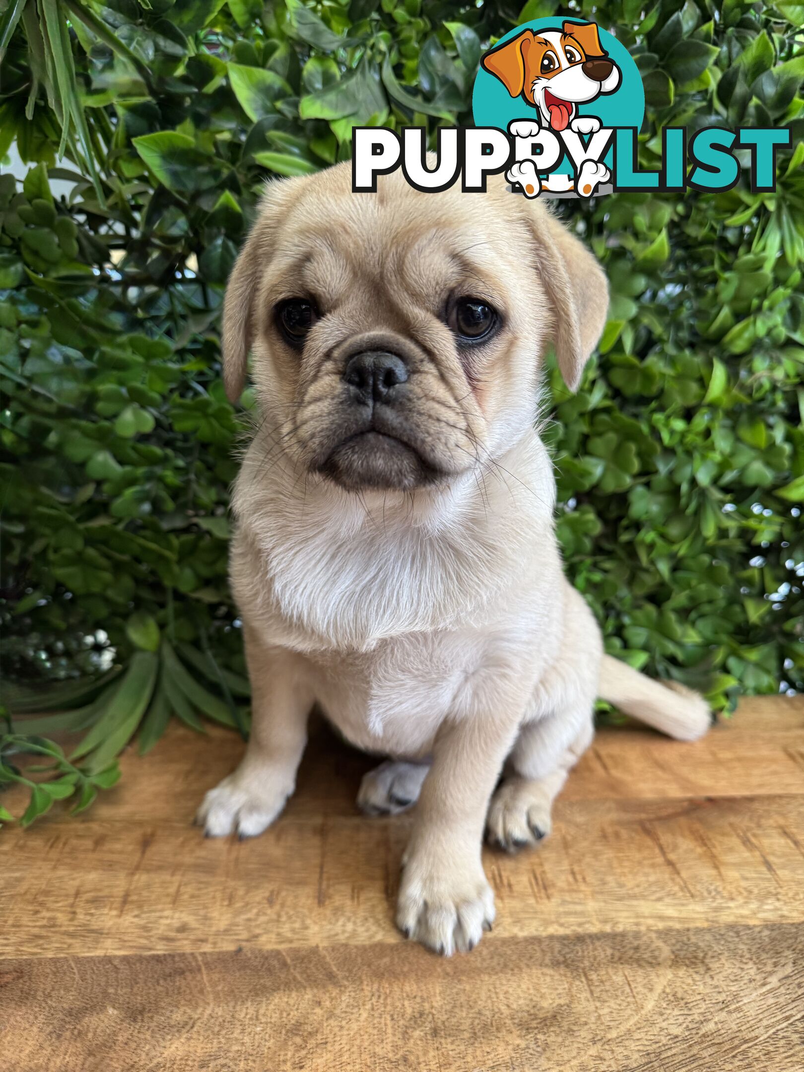 Panda Pugalier Female Puppy